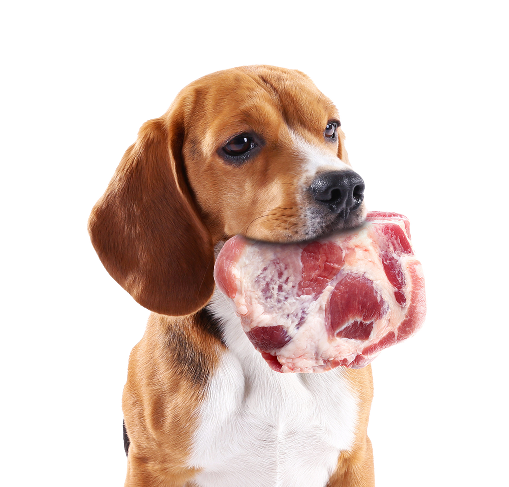 Mastering the Art of Raw Pet Food Freezing and Thawing